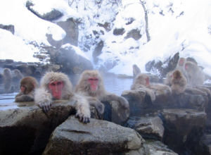 Jigokudani Monkey Park